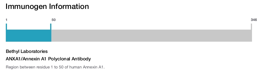 ANXA1/Annexin A1 Polyclonal Antibody