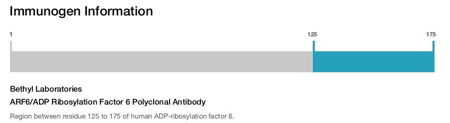 ARF6/ADP Ribosylation Factor 6 Polyclonal Antibody