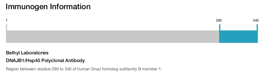 DNAJB1/Hsp40 Polyclonal Antibody