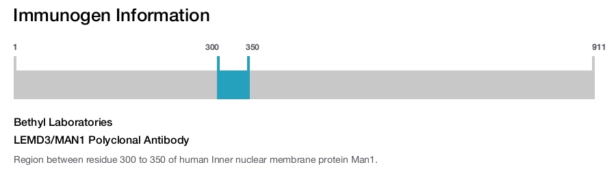 LEMD3/MAN1 Polyclonal Antibody