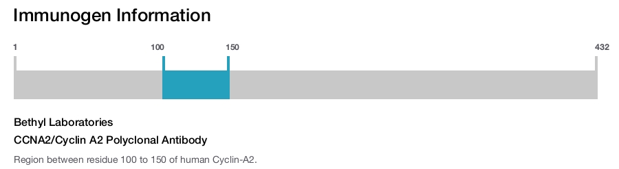 CCNA2/Cyclin A2 Polyclonal Antibody