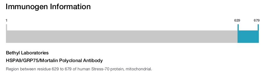 HSPA9/GRP75/Mortalin Polyclonal Antibody