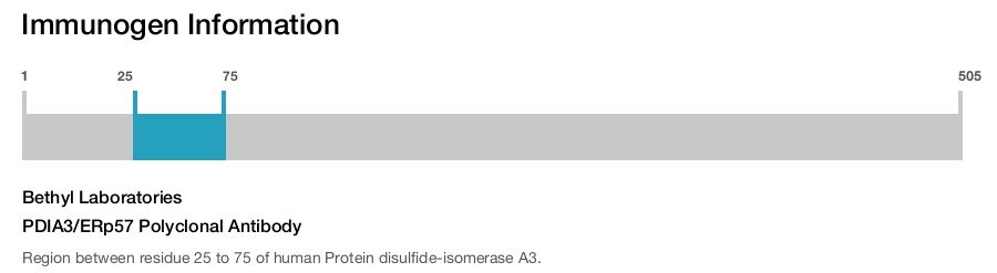 PDIA3/ERp57 Polyclonal Antibody
