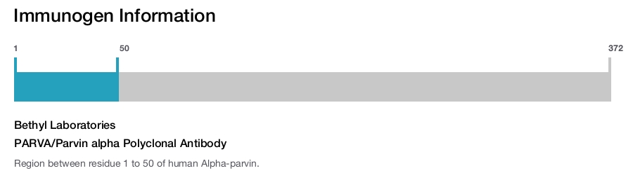 PARVA/Parvin alpha Polyclonal Antibody