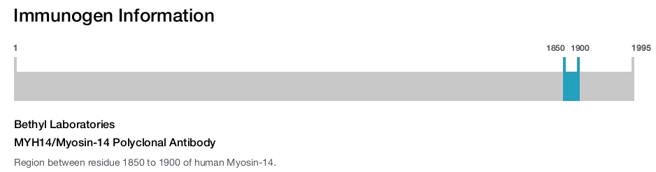 MYH14/Myosin-14 Polyclonal Antibody