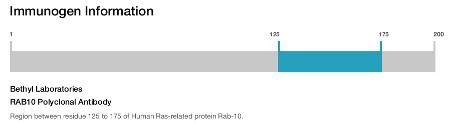 RAB10 Polyclonal Antibody