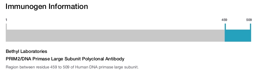 PRIM2/DNA Primase Large Subunit Polyclonal Antibody