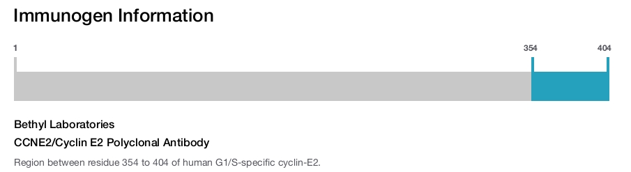 CCNE2/Cyclin E2 Polyclonal Antibody
