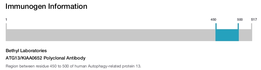 ATG13/KIAA0652 Polyclonal Antibody