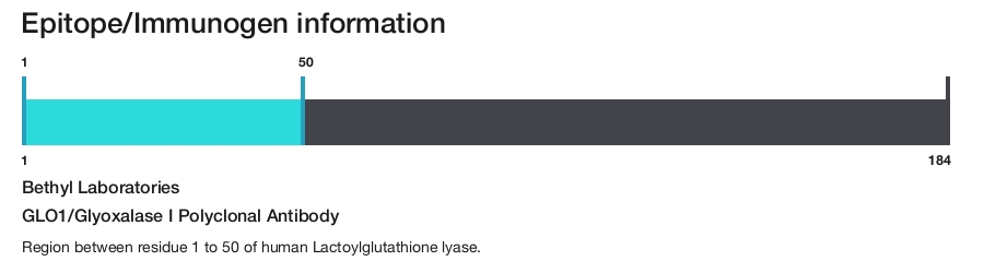 GLO1/Glyoxalase I Polyclonal Antibody