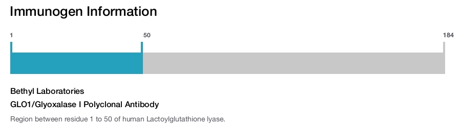 GLO1/Glyoxalase I Polyclonal Antibody