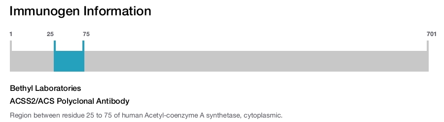 ACSS2/ACS Polyclonal Antibody