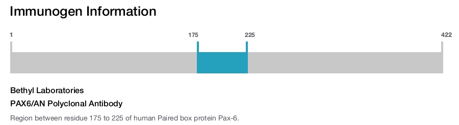 PAX6/AN Polyclonal Antibody