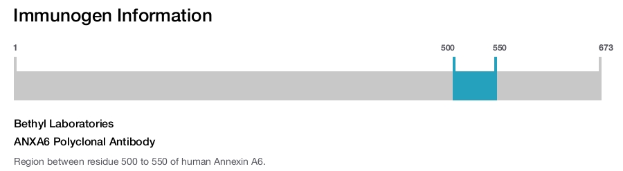 ANXA6 Polyclonal Antibody
