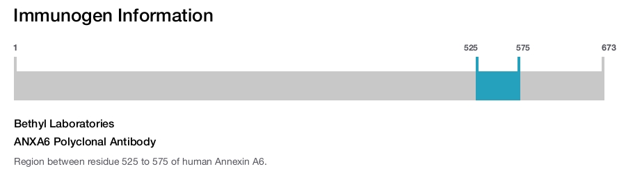 ANXA6 Polyclonal Antibody