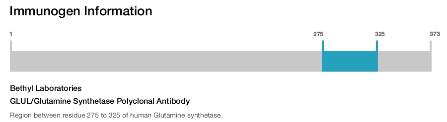 GLUL/Glutamine Synthetase Polyclonal Antibody