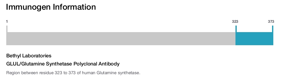 GLUL/Glutamine Synthetase Polyclonal Antibody