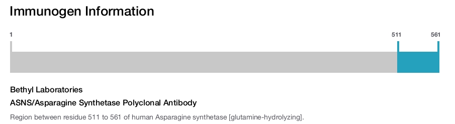 ASNS/Asparagine Synthetase Polyclonal Antibody