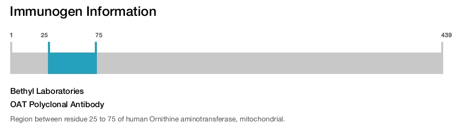 OAT Polyclonal Antibody