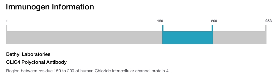 CLIC4 Polyclonal Antibody