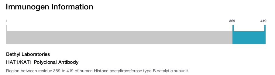 HAT1/KAT1 Polyclonal Antibody