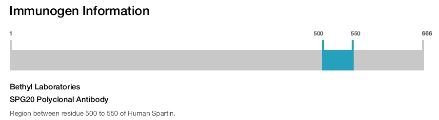 SPG20 Polyclonal Antibody