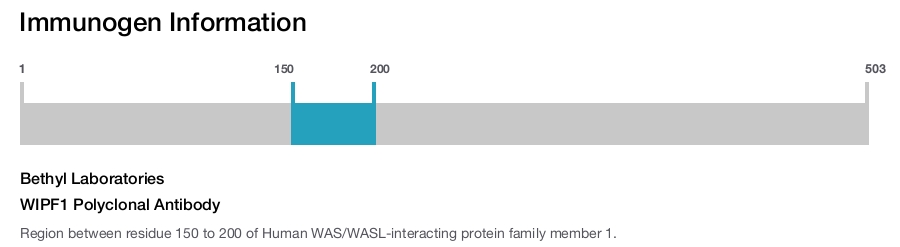 WIPF1 Polyclonal Antibody