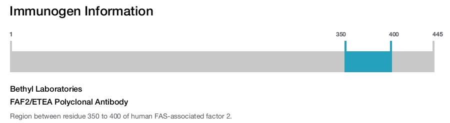 FAF2/ETEA Polyclonal Antibody