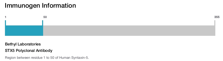 STX5 Polyclonal Antibody
