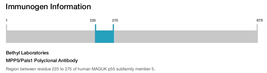 MPP5/Pals1 Polyclonal Antibody