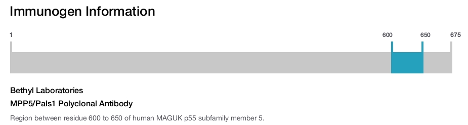 MPP5/Pals1 Polyclonal Antibody