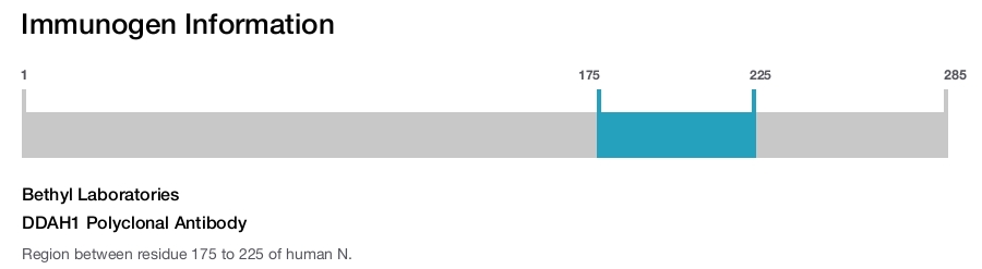 DDAH1 Polyclonal Antibody