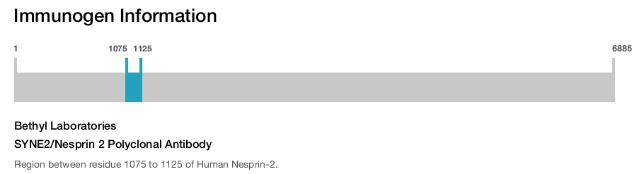 SYNE2/Nesprin 2 Polyclonal Antibody