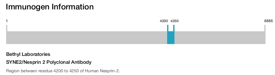 SYNE2/Nesprin 2 Polyclonal Antibody