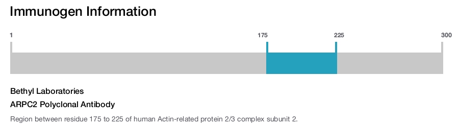 ARPC2 Polyclonal Antibody