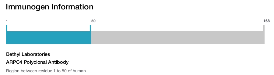 ARPC4 Polyclonal Antibody