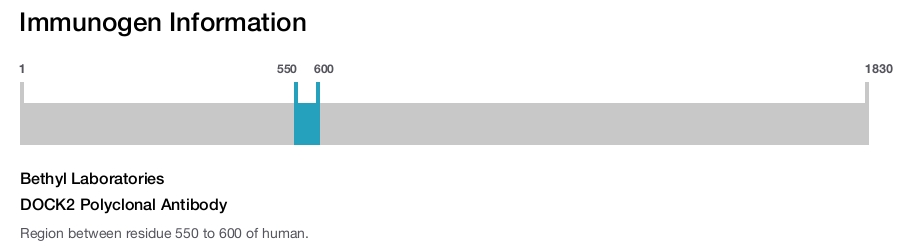 DOCK2 Polyclonal Antibody