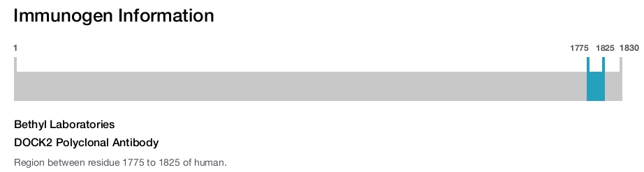 DOCK2 Polyclonal Antibody