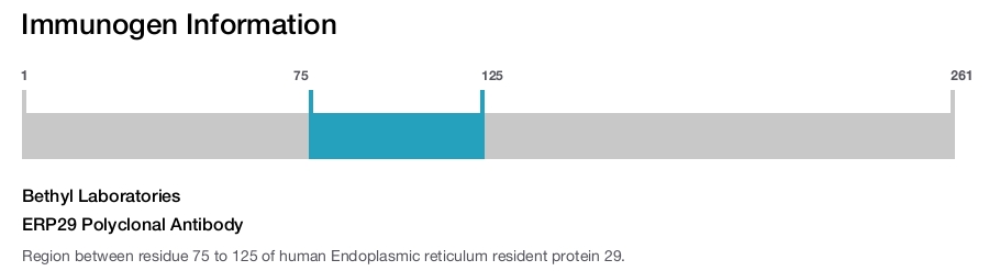 ERP29 Polyclonal Antibody