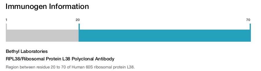 RPL38/Ribosomal Protein L38 Polyclonal Antibody