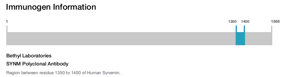 SYNM Polyclonal Antibody