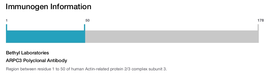 ARPC3 Polyclonal Antibody