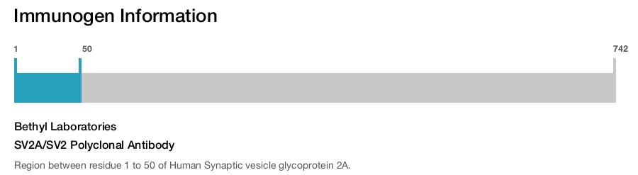 SV2A/SV2 Polyclonal Antibody
