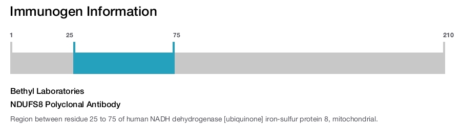 NDUFS8 Polyclonal Antibody