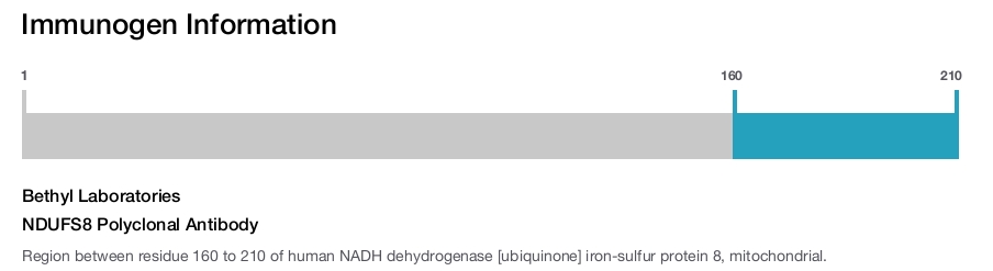NDUFS8 Polyclonal Antibody