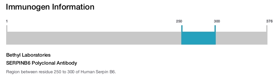 SERPINB6 Polyclonal Antibody
