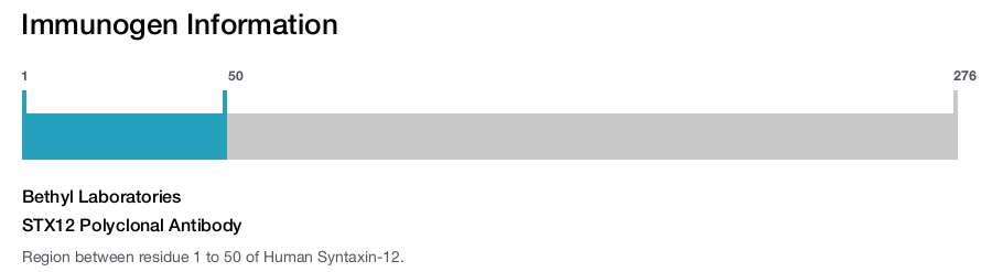 STX12 Polyclonal Antibody