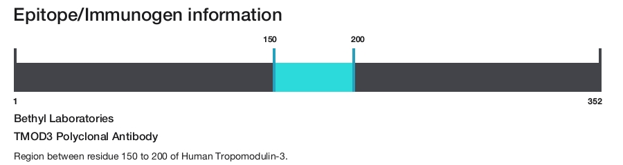 TMOD3 Polyclonal Antibody