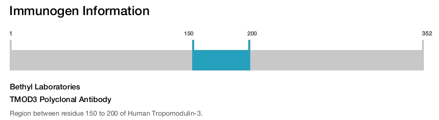 TMOD3 Polyclonal Antibody