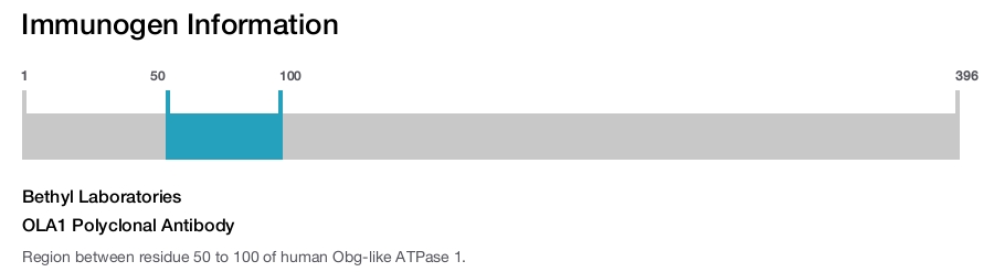 OLA1 Polyclonal Antibody
